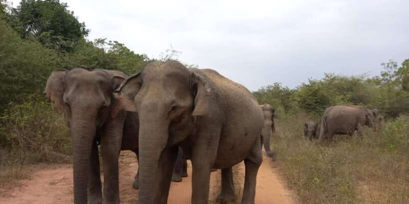 From Ella: Udawalawe National Park Safari Tour - FAQ