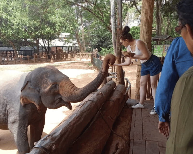 From: Ella - Udawalawe Safari - Hiriketiya - The Wildlife and The Park: What Youll See