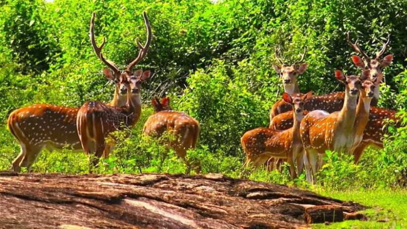 From: Ella - Udawalawe Safari - Hiriketiya - Food and Comfort: What to Expect