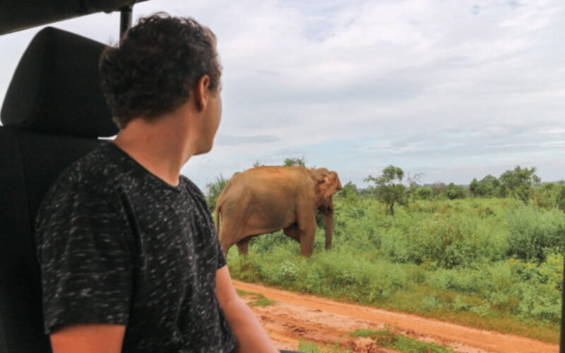 From: Ella - Udawalawe Safari - Hiriketiya - Who Is This Tour Best For?