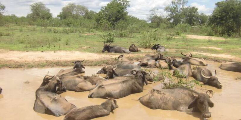 From Ella: Udawalawe Safari with Elephant Transit Home - Practical Tips for the Tour