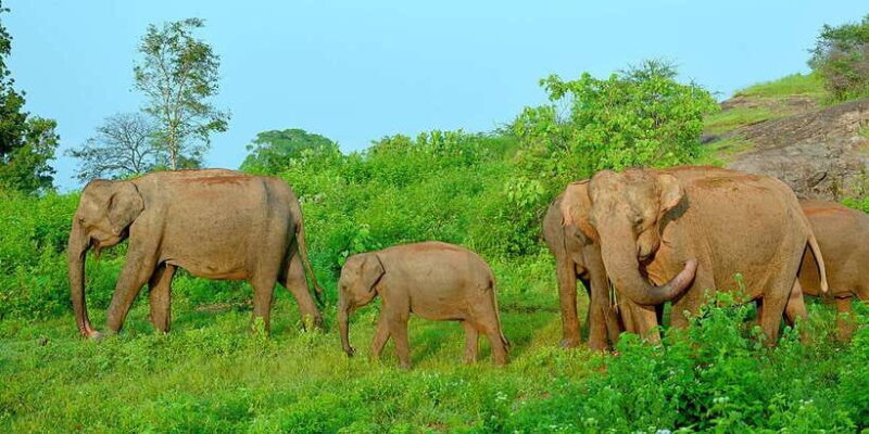From Ella: Udawalawe Safari with Elephant Transit Home - Authentic Experiences and Authentic Challenges