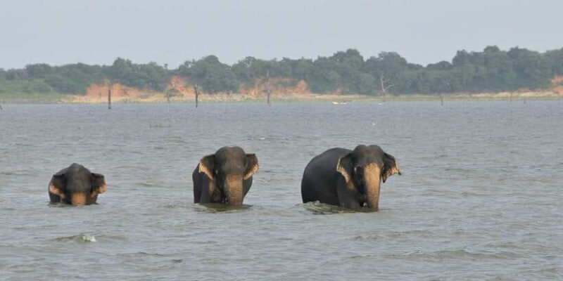 From Ella: Udawalawe Safari with Elephant Transit Home - Who Will Love This Experience?