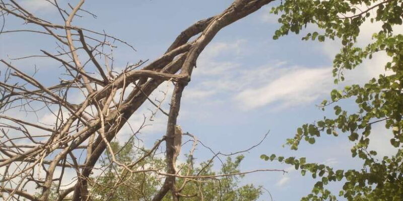 From Ella: Udawalawe Safari with Elephant Transit Home - Final Thoughts