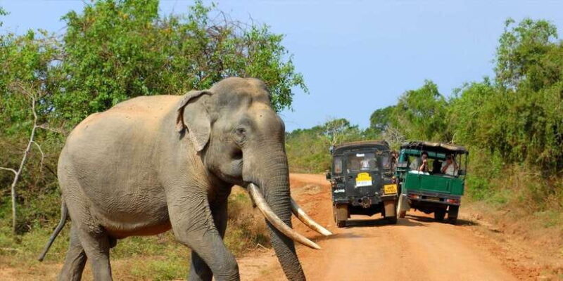 From Ella: Yala National Park Jeep Safari Tour - Key Points