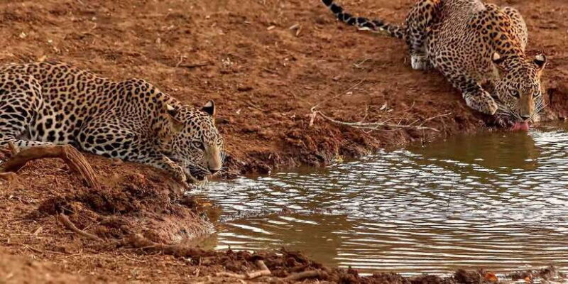 From Ella: Yala National Park Jeep Safari Tour - The Basics of the Yala National Park Safari