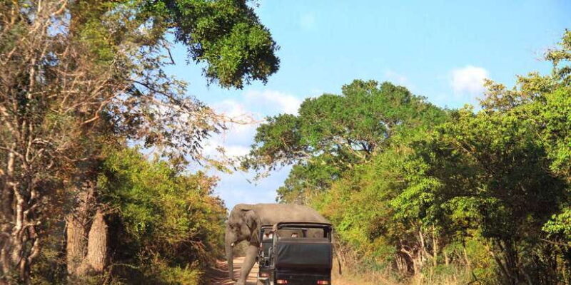 From Ella: Yala National Park Jeep Safari Tour - Deep Dive: The Experience and Its Value