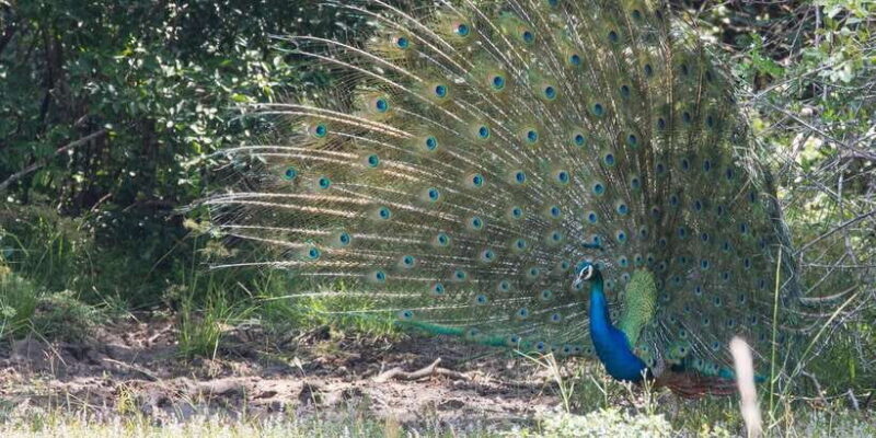 From Ella: Yala National Park Jeep Safari Tour - Practical Tips for a Smooth Safari