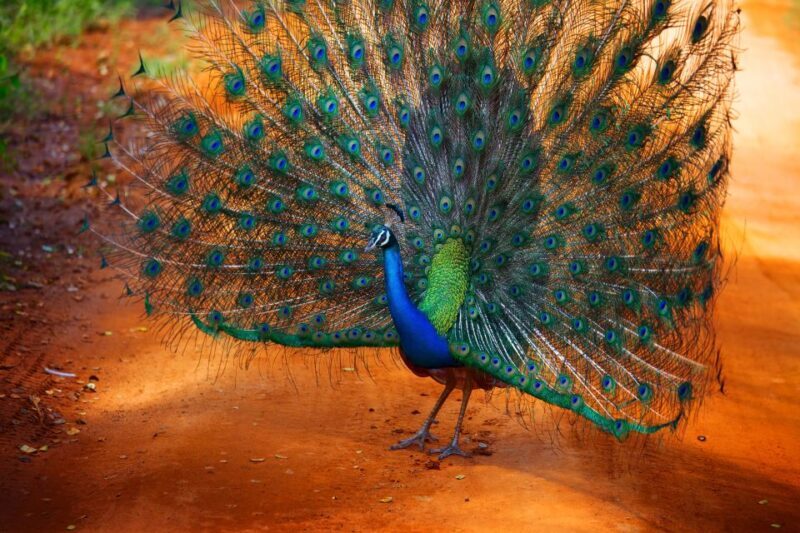 From Ella: Yala National Park Jeep Safari Tour - FAQ