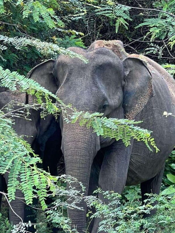 From Ella - Yala National Park Leopard Safari Tour - From Ella to Yala National Park Leopard Safari Tour: An Honest Look