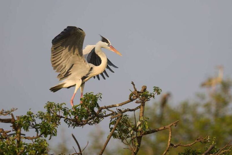 From Ella - Yala National Park Leopard Safari Tour - Final Thoughts