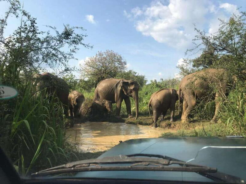 From Ella: Yala National Park Safari & back to Ella - A Deep Dive Into the Experience