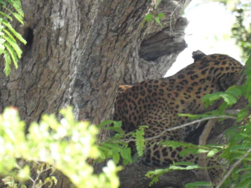 From Ella: Yala National Park Safari & back to Ella - Who Will Love This Tour?