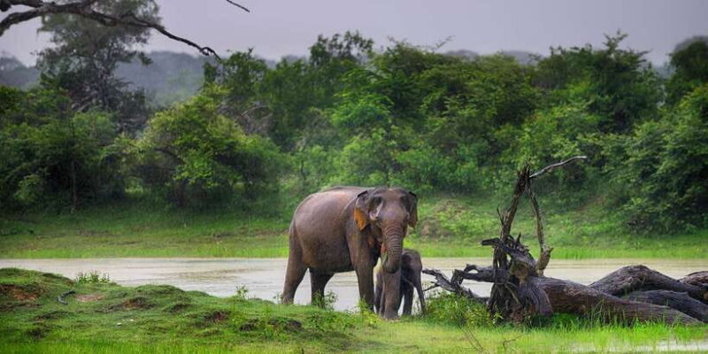 From Ella: Yala National Park Safari Tour in a 4x4 - The Guides: Heart of the Safari