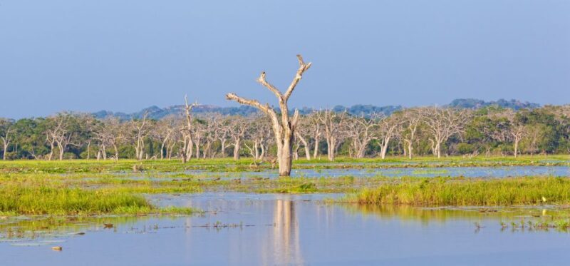 From Ella: Yala National Park Safari Tour in a 4x4 - Perfect Timing: Sunrise or Sunset