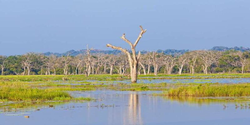 From Ella: Yala National Park Safari Tour in a 4x4 - Who Will Love This Tour?