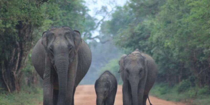 From: Ella - YALA Safari - Drop off: Arugam Bay / Arugambay - Who Will Love This Tour?
