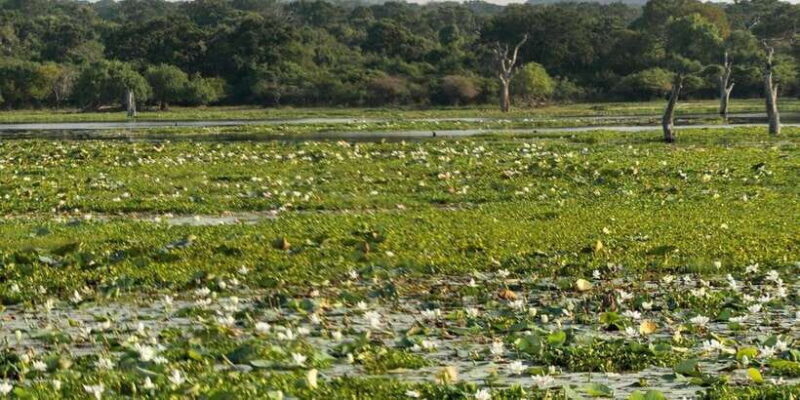 From Ella - Yala Safari - Drop-off : Galle/Mirissa/Hikkaduwa - Transportation and Group Size