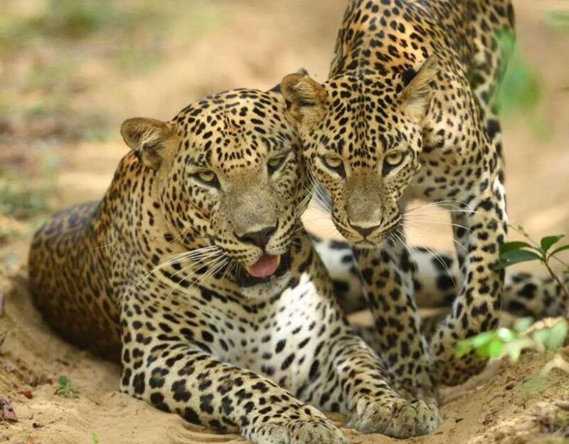 From Ella: Yala Safari Tour with Drop at Tangalle/Hiriketiya - The Value of the Experience
