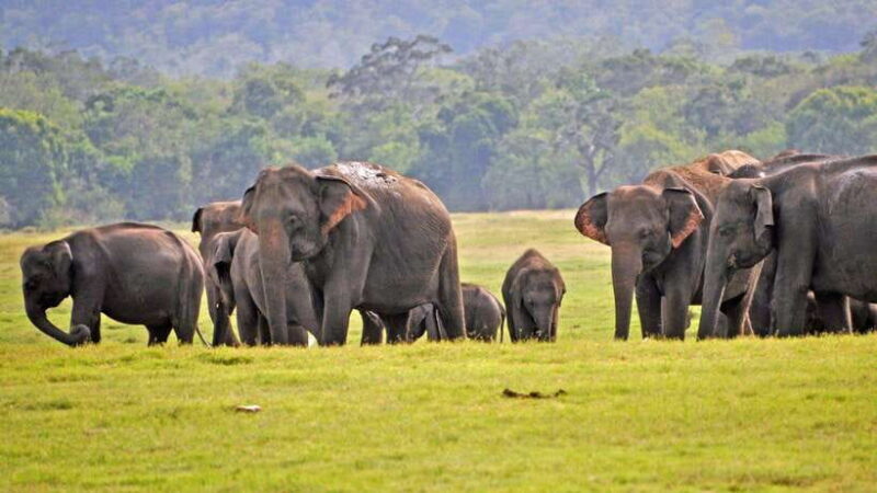 From Ella: Yala Safari Tour with Drop at Tangalle/Hiriketiya - The Drop-off Options and Post-Safari Relaxation