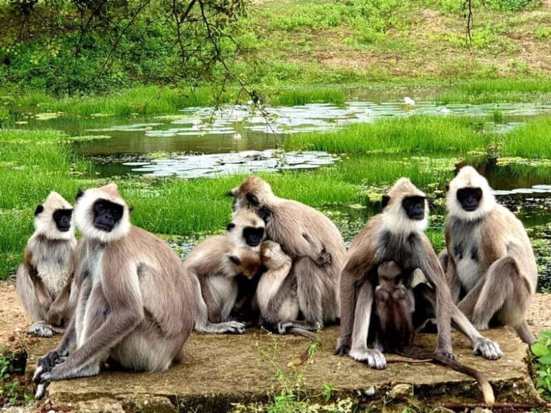 From Ella: Yala Safari & Transfer to Tangalle/Mirissa/Galle - An In-Depth Look at the Tour