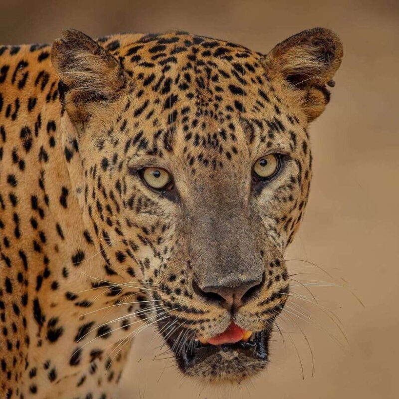From Ella: Yala Safari with Tangalle/Mirissa/Galle Drop-off - Key Points