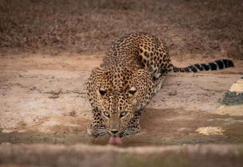 From Ella: Yala Safari with Tangalle/Mirissa/Galle Drop-off - What’s Included & What You Need to Budget For