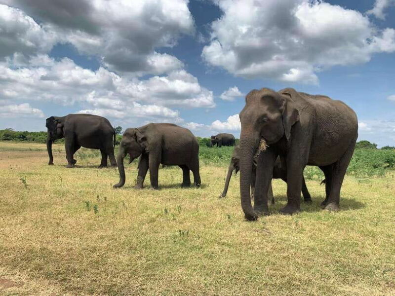 From Ella: Yala Safari with Tangalle/Mirissa/Galle Drop-off - FAQ