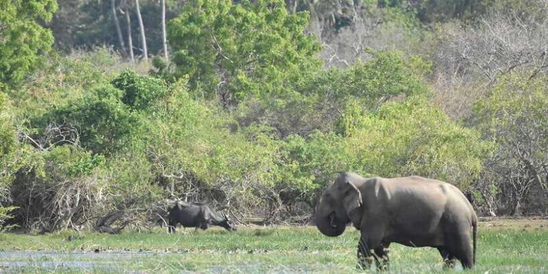 From Ella:Ravana Falls / Diyaluma Falls / Yala National Park - Final Thoughts: Who Will Love This Tour?