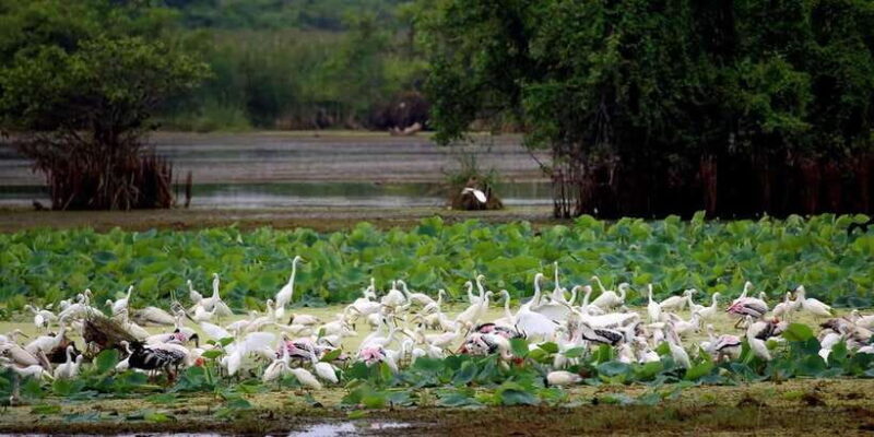 From Ella:Ravana Falls / Diyaluma Falls / Yala National Park - FAQs