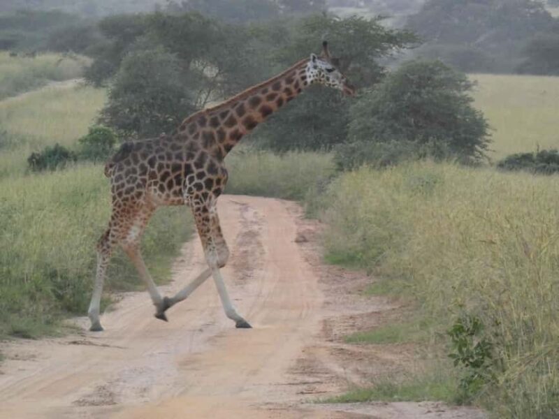 From Entebbe: 4-Day Murchison Falls & Budongo Forest Safari - Key Points