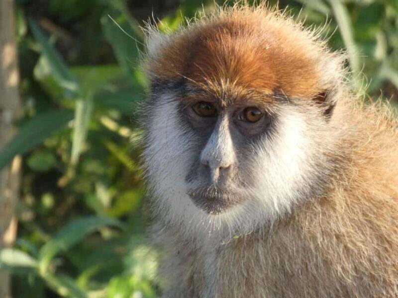 From Entebbe: 4-Day Murchison Falls & Budongo Forest Safari - A detailed look at the 4-day safari experience