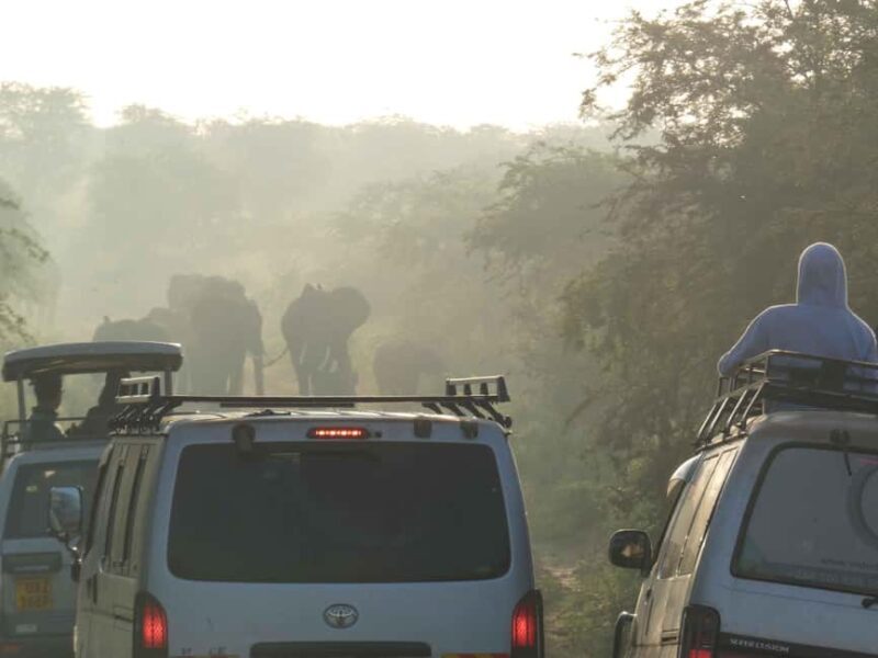 From Entebbe: 4-Day Murchison Falls & Budongo Forest Safari - Practical tips for travelers