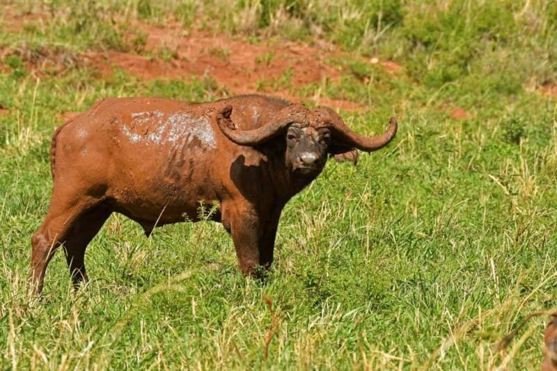 From Entebbe: 4-Day Safari to Murchison Falls and Aruu Falls - An In-Depth Look at the 4-Day Ugandan Safari