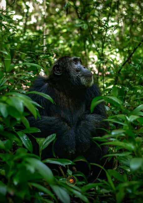 From Entebbe: Ngamba Island Chimpanzee Sanctuary 1-Day Trip - An In-Depth Look at the Ngamba Island Chimpanzee Sanctuary Day Trip