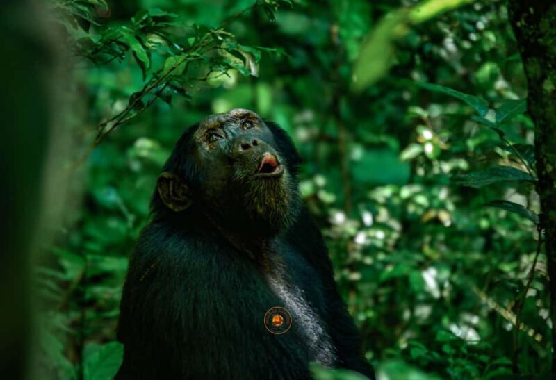 From Entebbe: Ngamba Island Chimpanzee Sanctuary 1-Day Trip - Considering the Cost: Is It Worth It?