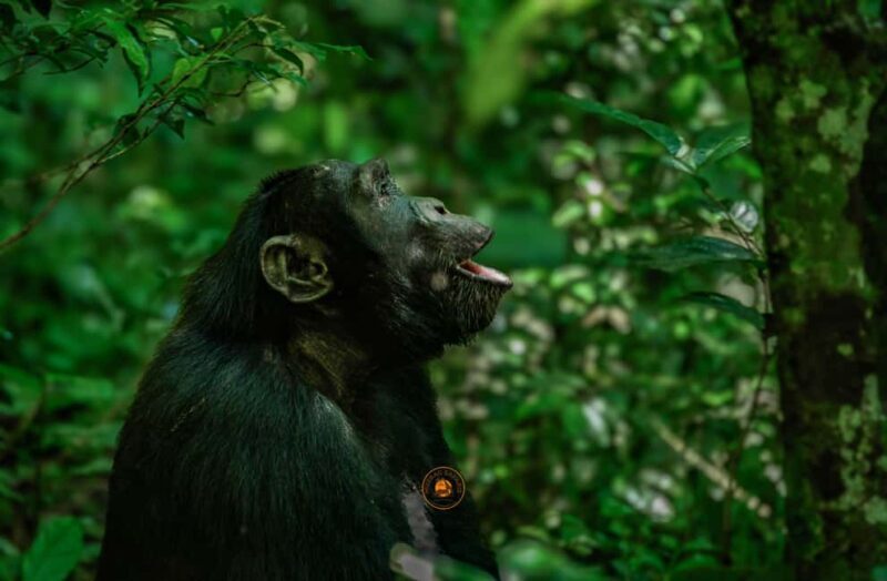 From Entebbe: Ngamba Island Chimpanzee Sanctuary 1-Day Trip - Final Thoughts: Is It Worth It?