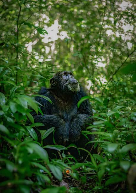 From Entebbe: Ngamba Island Chimpanzee Sanctuary 1-Day Trip - FAQ