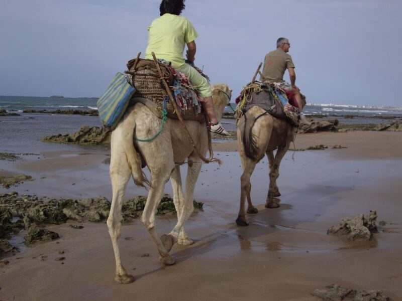 From Essaouira: Camel Tour with Overnight Stay in a tent - An Introduction to the Camel Tour Experience