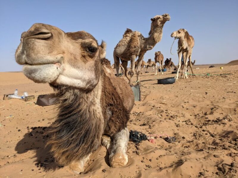 From Fes: 3 Day Magical Desert Camel Trek To Marrakech - Key Points