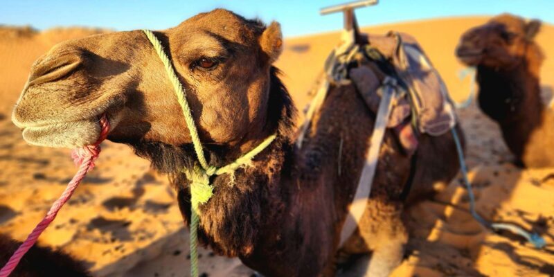 From Fes: 3-Day Trip to Marrakech through Merzouga Desert - The Sum Up