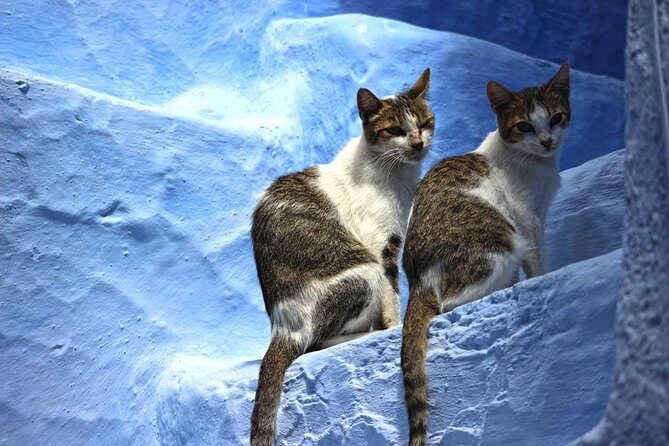 From Fes : Chefchaouen Day trip with small Group - Discovering Chefchaouen: The Blue City in the Rif Mountains