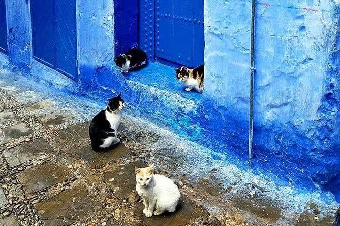 From Fes : Chefchaouen Day trip with small Group - What to Expect During the Itinerary