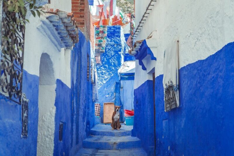 From Fez: Chefchaouen Full-Day Trip - An In-Depth Look at the Experience