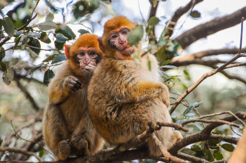 From Fez: Middle Atlas and Monkey Forest Day Trip - Key Points