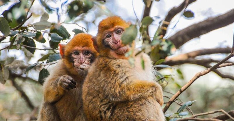 From Fez: Middle Atlas and Monkey Forest Day Trip - The Itinerary in Detail