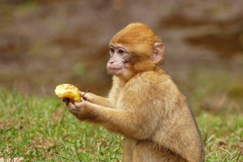 From Fez: Middle Atlas and Monkey Forest Day Trip - Final Thoughts