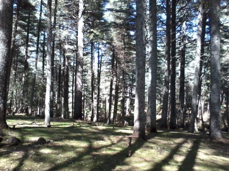 From Fez: Middle Atlas Day Trip with Ifrane National Park - The Bottom Line