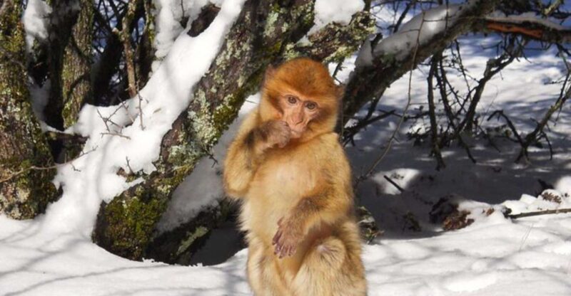 From Fez: Middle Atlas Ifran and Forest of Monkeys Day Trip - Exploring the Itinerary in Detail
