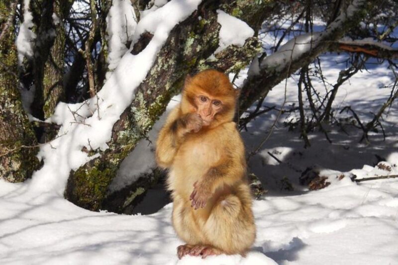 From Fez: Middle Atlas Ifran and Forest of Monkeys Day Trip - Who Is This Tour Best For?